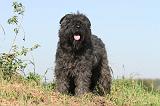 BOUVIER DES FLANDRES 076